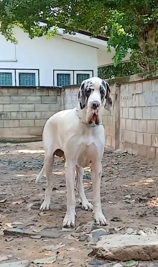 Great dane for sale เกรทเดนคุณภาพ รูปที่ 6