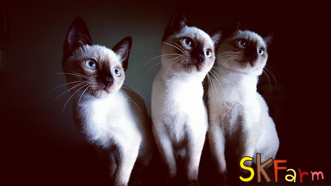 เปิดจองลูก) ฟาร์มแมวมงคลไทยโบราณสายพันธุ์ไทยแท้ วิเชียรมาศ Siamese Cat  (จดทะเบียนพาณิชย์ ) | Ennxo