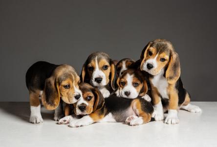บีเกิ้ล (Beagle) 1