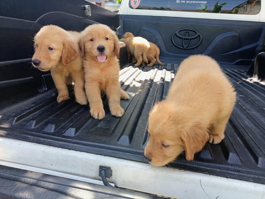 โกลเด้นรีทรีฟเวอร์ปทุมธานี​