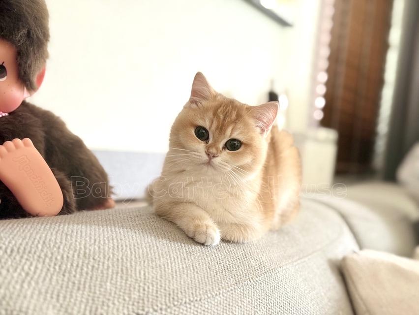 เด็กหญิง British Shorthair