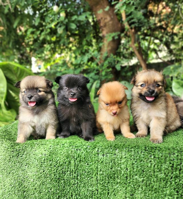 ชิวาวาผสมปอมไซส์เล็กอุดรธานี รูปที่ 3