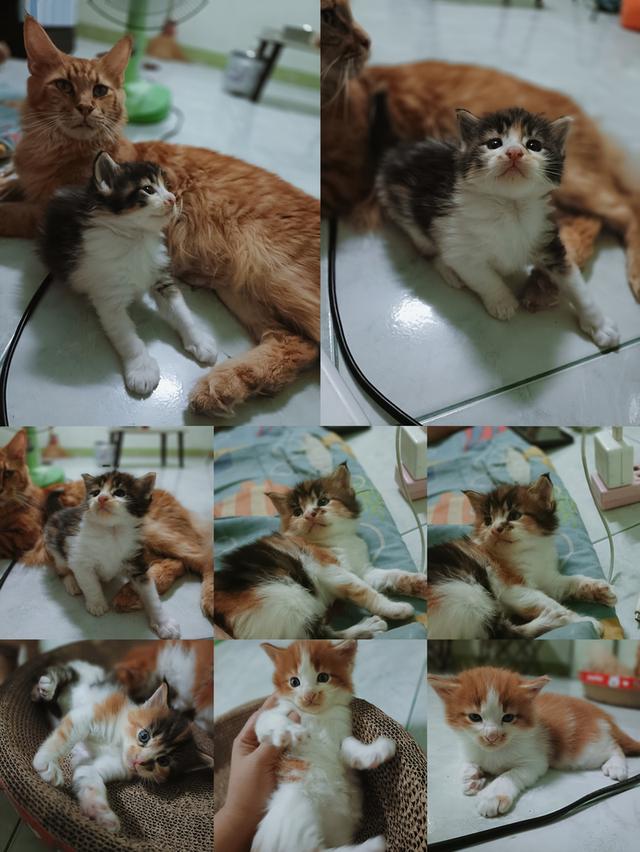 ลูกแมวเมนคูนวัย1เดือค่ะ พร้อมย้ายบ้านธ.ค