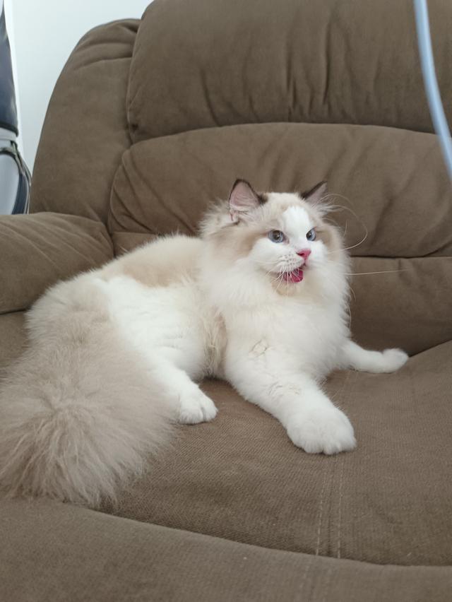 Ragdoll หุ่นหมี เพศชาย รูปที่ 2