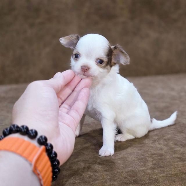 ชิวาวาแท้ ขนยาว เพศเมีย 8