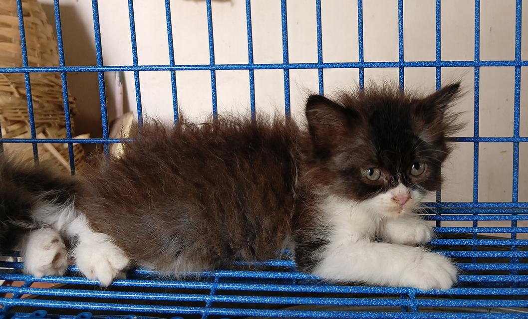 sale ลูกแมวสก็อตติชเปอร์เซีย รูปที่ 2