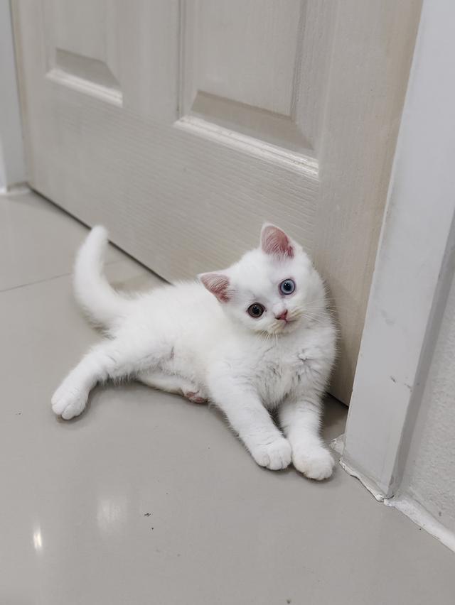 แมวน้อย 3