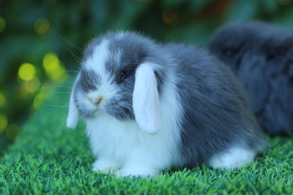 Hollandlop blue white ears doe 7