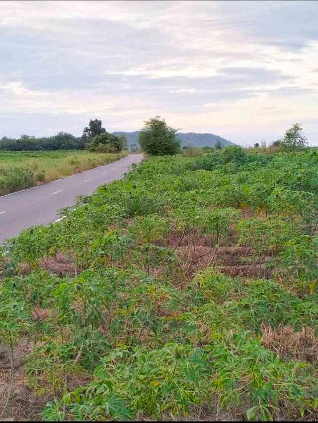 ขายที่ดิน 89 ไร่ ไร่ละ 170,000 3