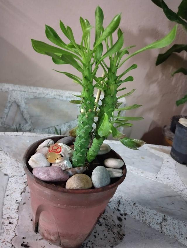 🌲ต้นไม้ ฟอกอากาศ 15