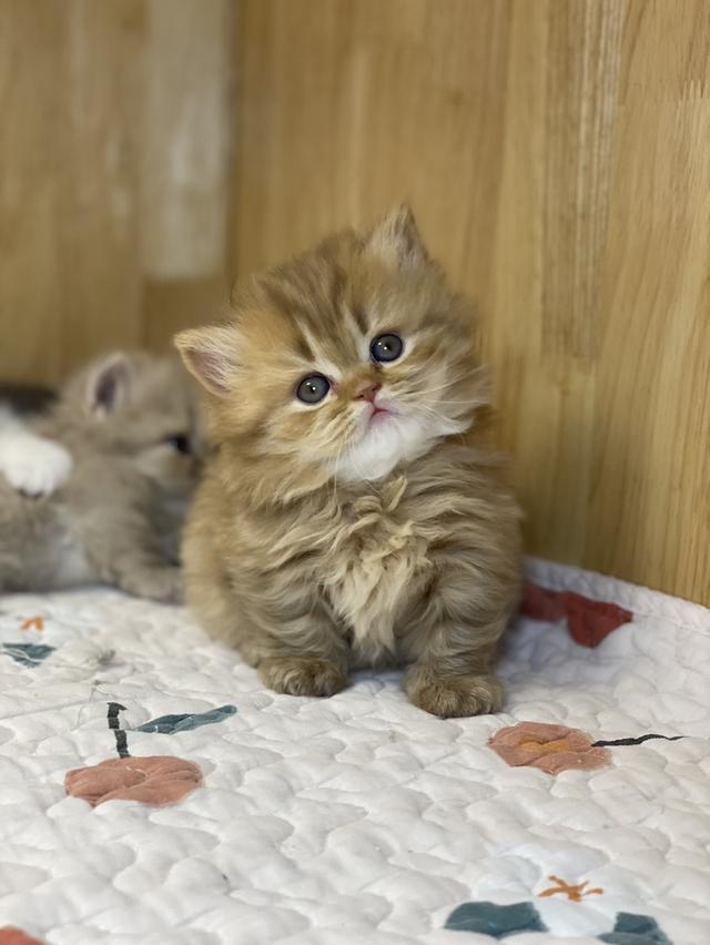 แมวมันช์กิ้น ขาสั้น เพศหญิง รูปที่ 11