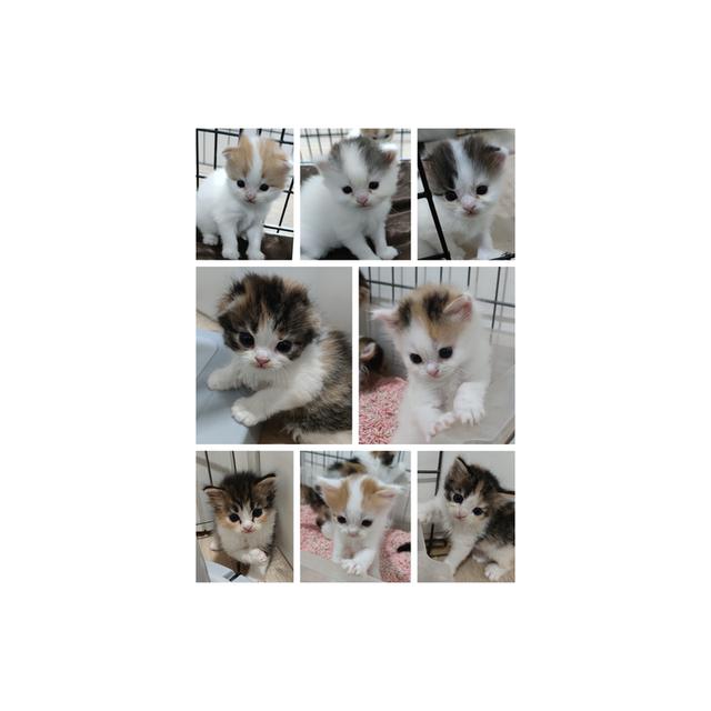 เปิดจองสกอตทิศ ตัวน้อยจ้า