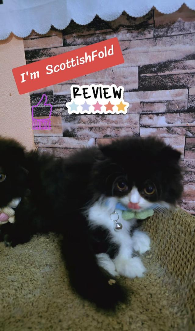 เปิดจองลูกแมวสก็อตติชโฟลด์ รูปย่อยที่ 3
