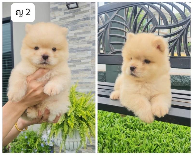 ลูก Chow Chow ราคาเบาๆ 3