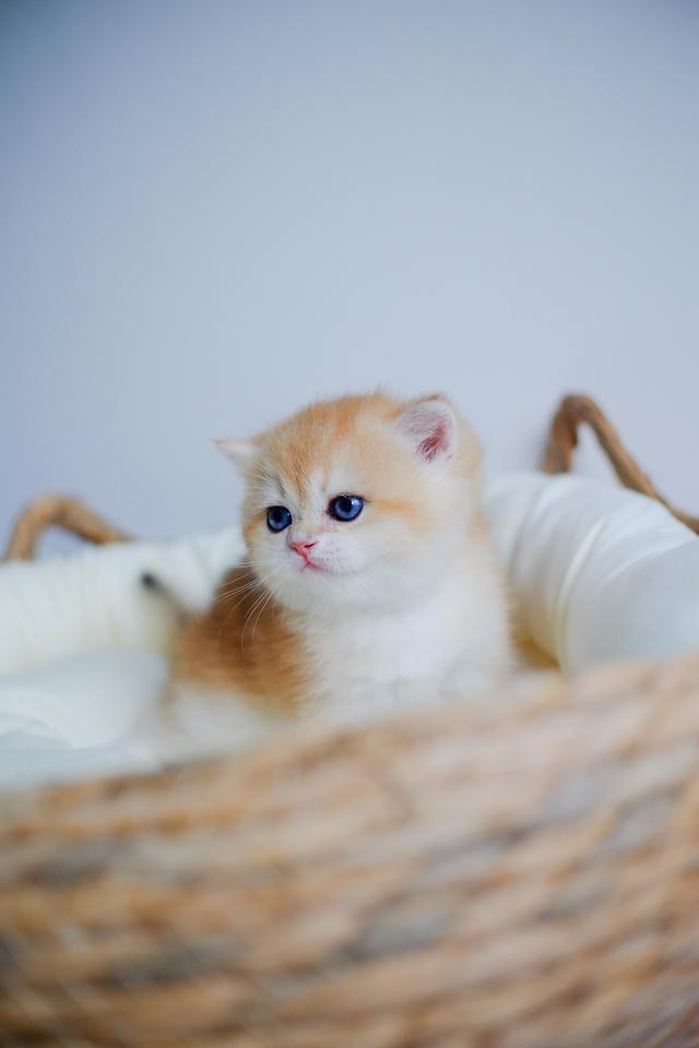 บริติช ช็อตแฮร์ (British Shorthair) (NV12) (เพศผู้)