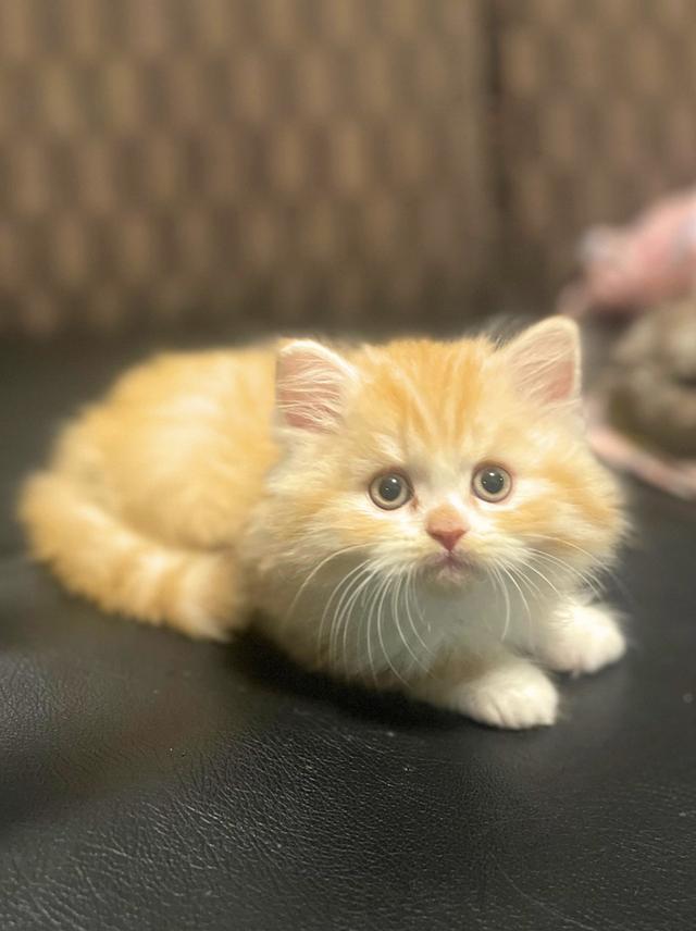 แมวส้มนำโชค-(ชาย)เกิด13/10/68 6