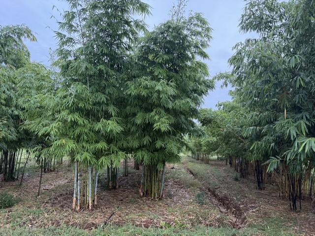 ขายที่ดินทำเลดี แปลงสวย ติดถนน 3 ด้าน พร้อมสวนไผ่ และ สวนป่า พร้อมบ้านพัก เจ้าของขายเอง ตำบลสระกระโจม อำเภอดอนเจดีย์  จังหวัดสุพรรณบุรี  8