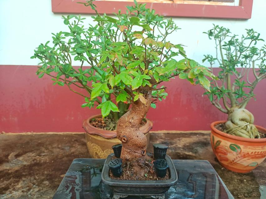 รูป Itoigawa shimpaku bonsai และ kade maple bonsai 1