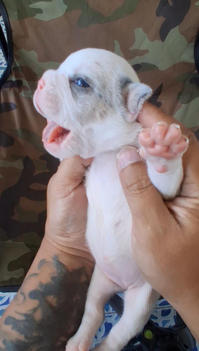 ลูกอเมริกันบูลลี่ micro exotic รูปที่ 4