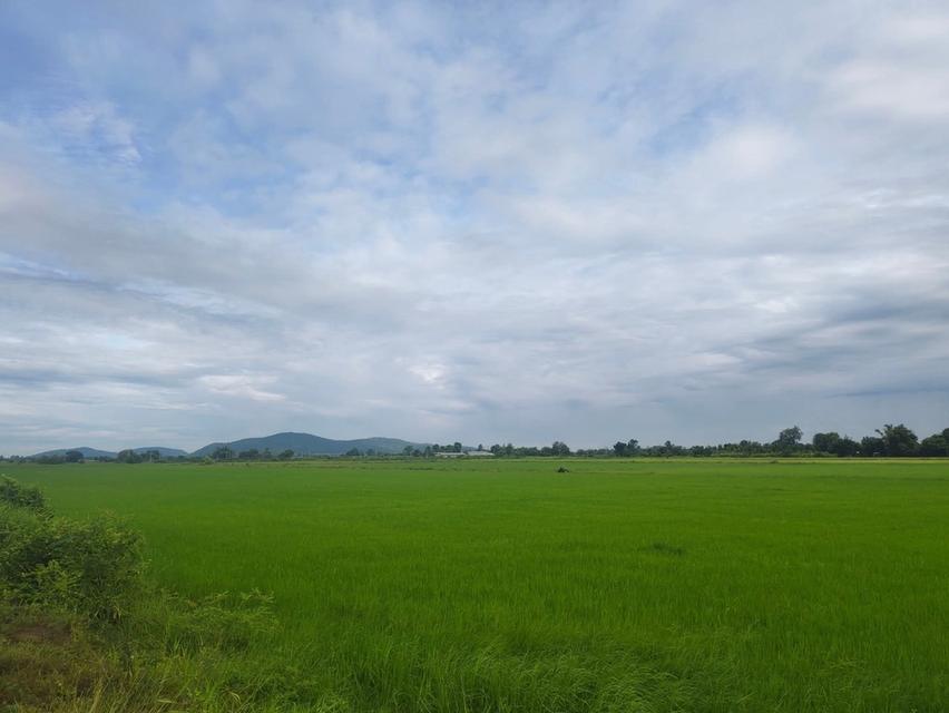 ที่ดิน จ.ชัยนาน 46ไร่ 13.5ล้าน สนใจติดต่อ 0988202508 2