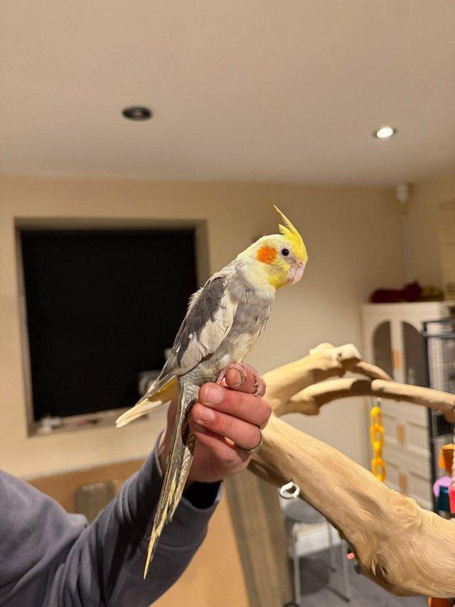 Adorable Cockatiel Male  WhatsApp me : +66 63 826 3042 รูปที่ 2