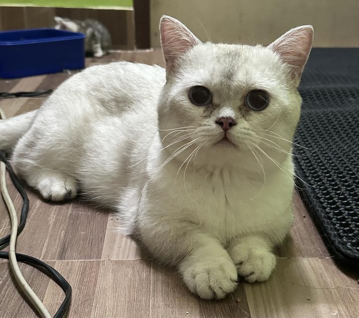 แมว บริติช มันช์กิ้น รูปที่ 2