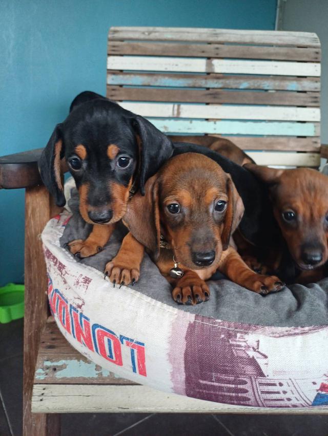 Dachshund puppies 2 months old 8
