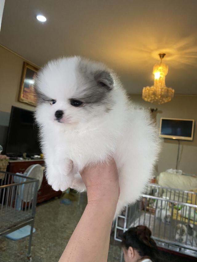 ลูกปอมปอมแท้ อายุ50วัน ราคากันเอง สอบถามได้ค่ะ รูปที่ 3