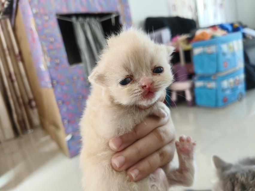 แมวเปอร์เซีย