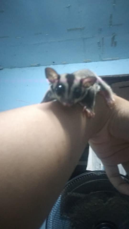 ชูก้าบ้านน้องไจแอนท์🐿💗