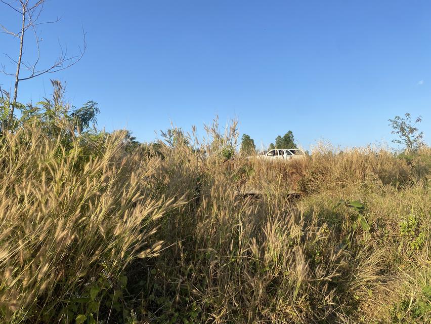 ที่ดิน11ไร่อยู่ถนน4เลนตัดใหม่กาฬสินธุ์-มุกดาหาร 3