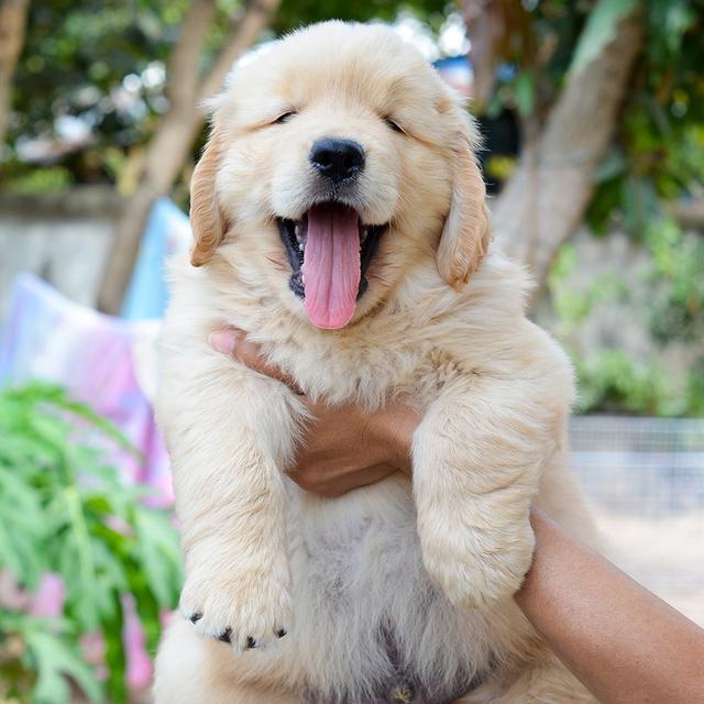 ขายลูกโกลเด้นแท้ ลูกโกลเด้นรีทรีฟเวอร์ พร้อมส่งลูกค้า กรุงเทพฯ นนทบุรี ปทุมธานี สมุทรปราการ ชลบุรี ระยอง โคราช สระบุรี ฉะเชิงเทรา นครนายก ฯลฯ รูปที่ 4