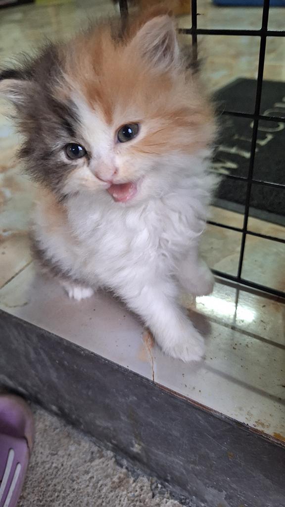ลูกแมวเปอร์เซียแท้ ไม่ผสม 3