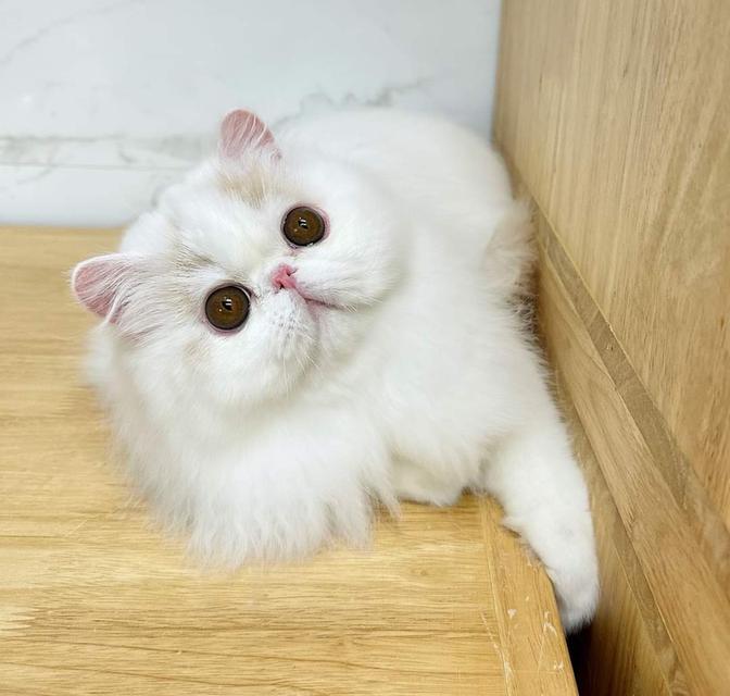 ขายแมวเปอร์เซีย (Persian cat)