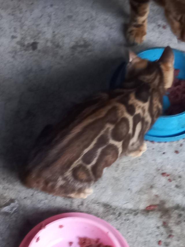 แมวเบงกอล 10