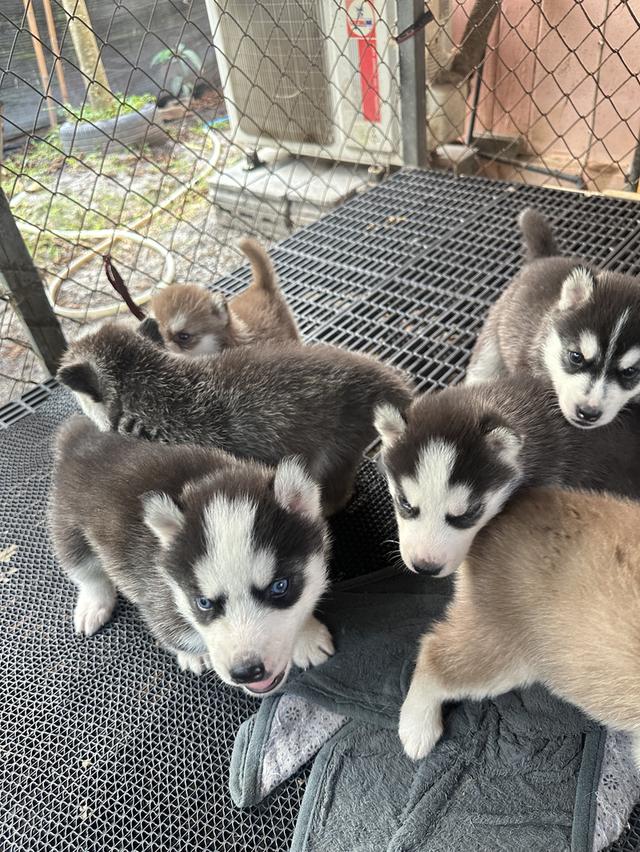 ลูกสุนัขไซบีเลี่ยนพ่อฮักกี้แมสสแตนดาร์ด รูปที่ 4