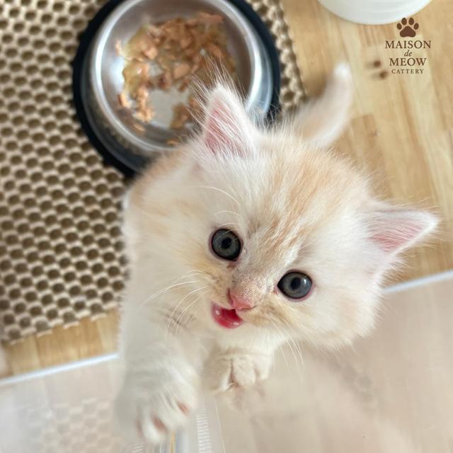 ❌🏠ได้บ้านหมดแล้ว เปอร์เซียแท้ ส้มอ่อน