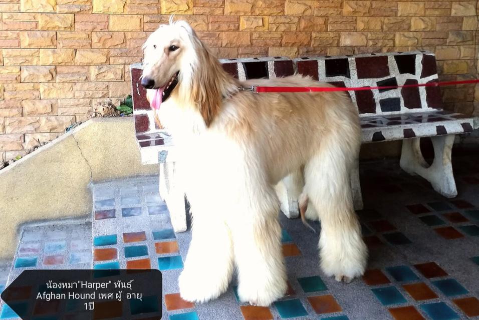 สุนัข Afghan Hound ตัวผู้