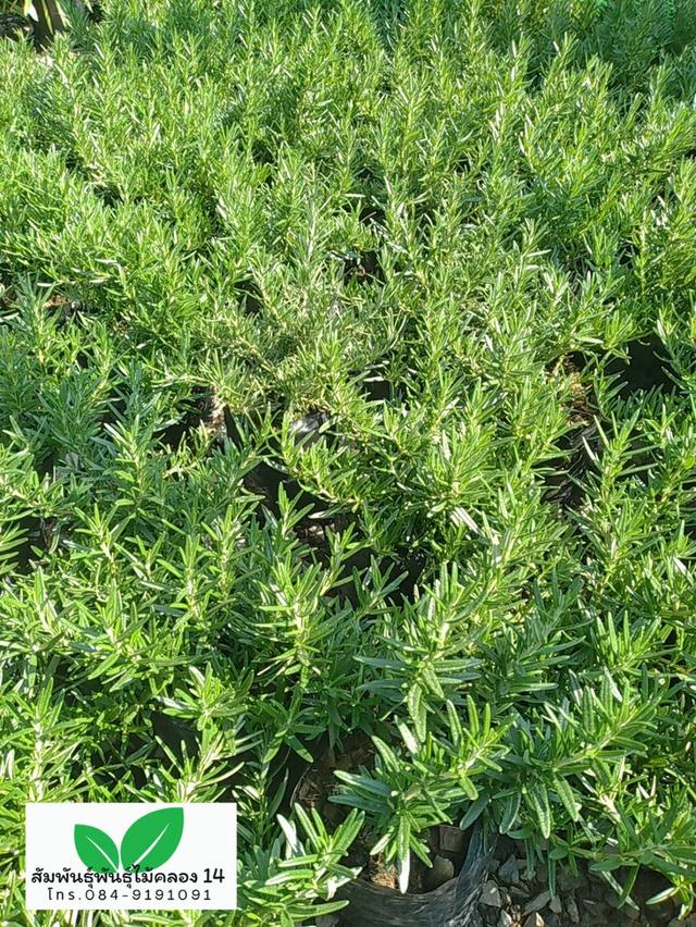 โรสแมรี่ ต้นโรสแมรี่ รูปที่ 3