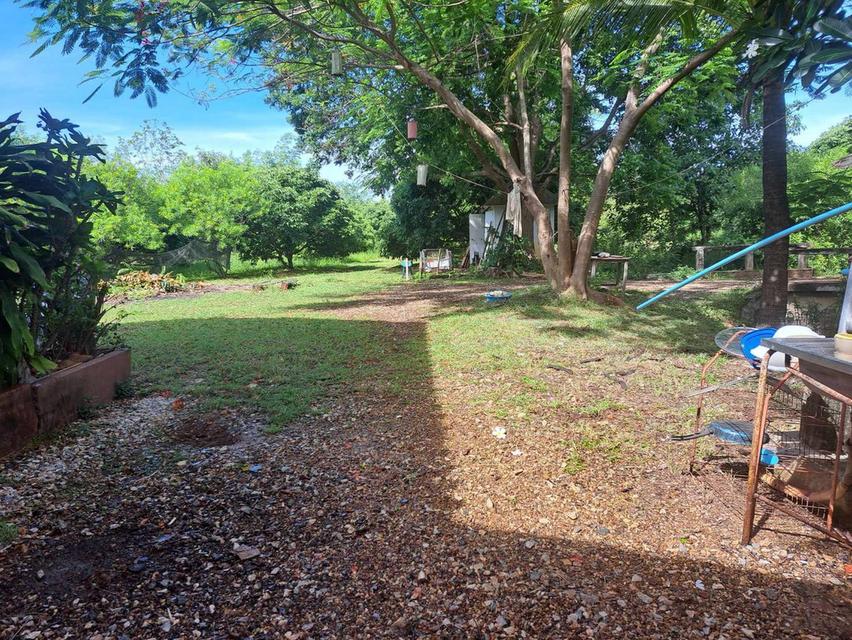 ที่ดินลำพูน ถ่มล้อมรั้ว น้ำ ไฟฟ้า มีครบทุกอย่าง 4