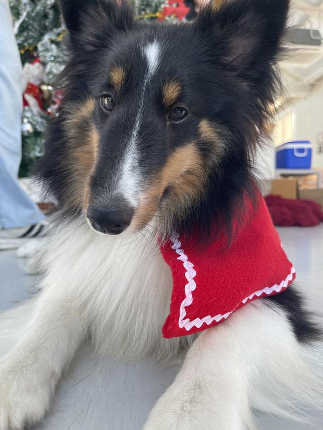 เชลตี้ shetland sheep dog (ลูกของน้องคนนี้) 6