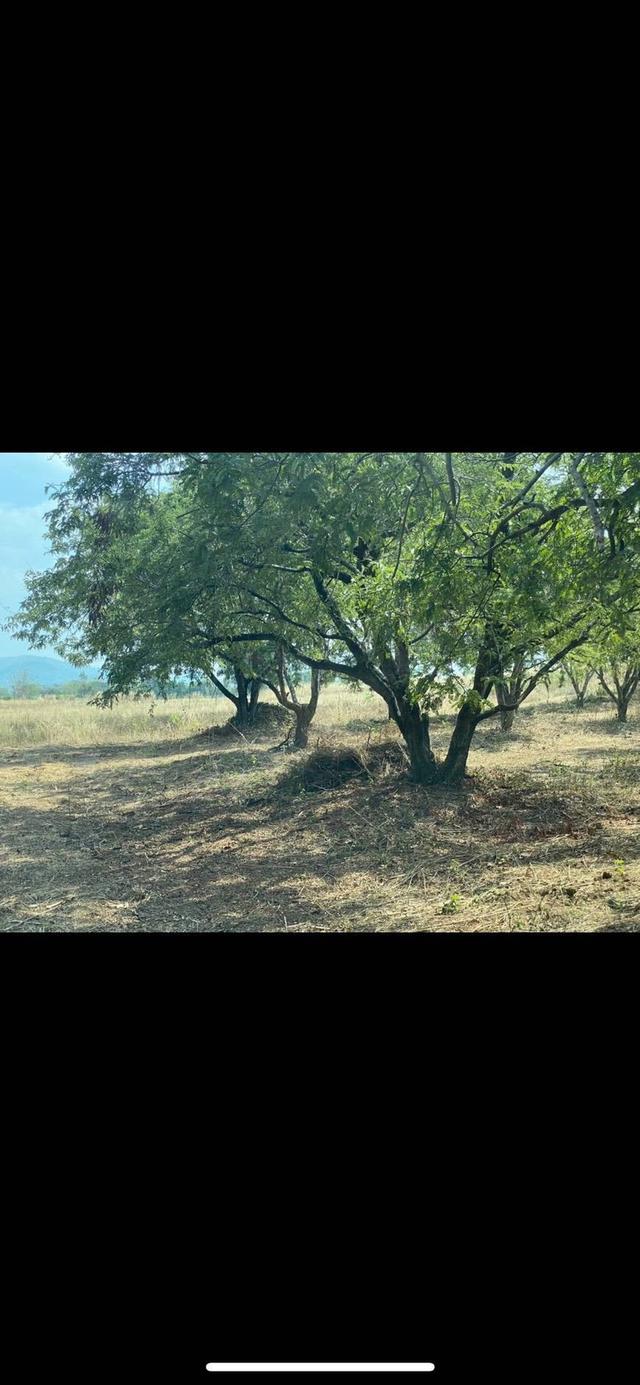 ที่ดิน 18 ไร่ ไร่ละ หนึ่งแสนบาทถ้วน มีต้นมะขามหวาน ประมาณ 400 ต้น เก็บผลผลิตได้ มกราคม 5