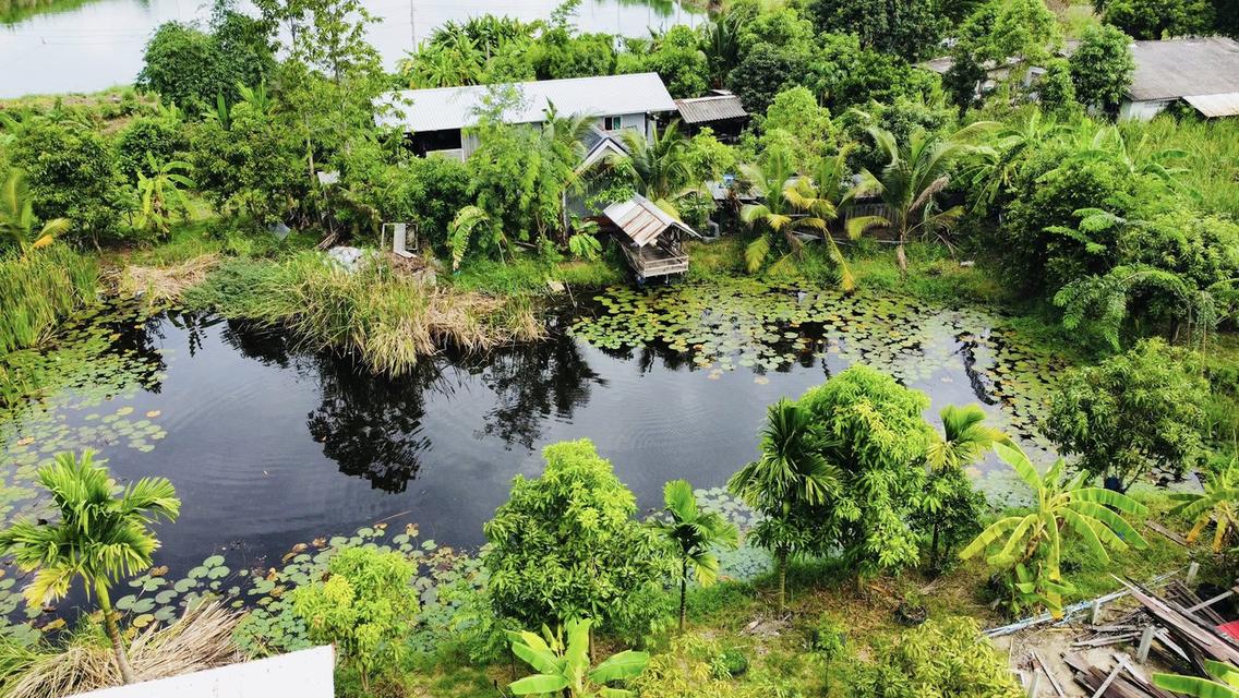 ขายด่วน บ้านสวนคลองสามวา กรุงเทพ พื้นที่ 2 ไร่ 4