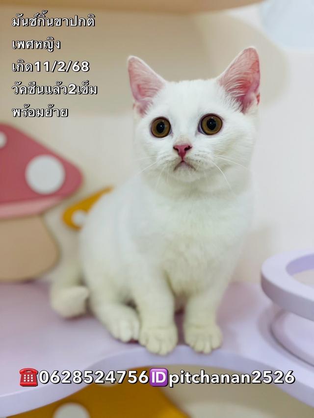 มันช์กิ้น ขาปกติ
