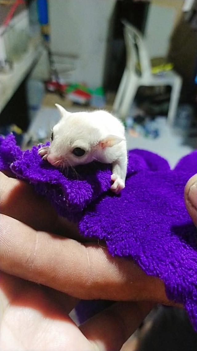 หาบ้านให้ Sugar Glider สองตัว 4