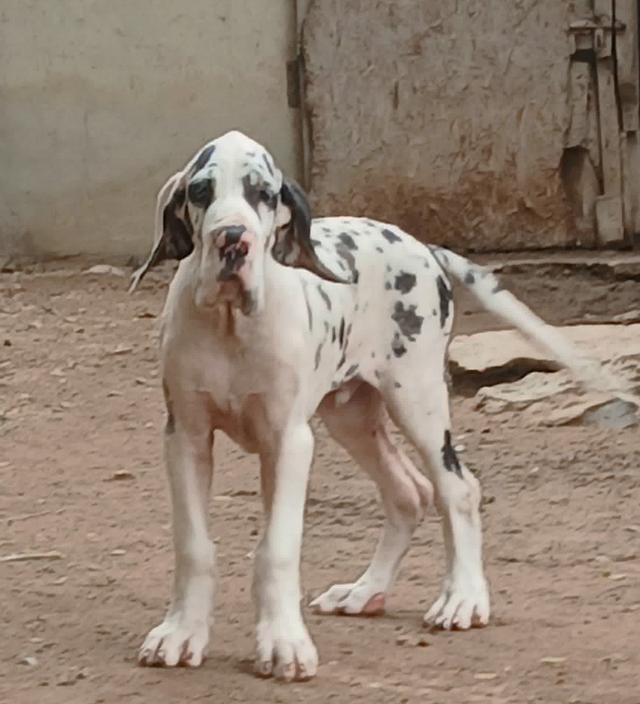 เกรทเดน Great dane for sale รูปที่ 8