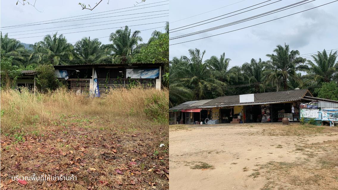 ที่ดินสวนปาล์ม 102 ไร่ 3 งาน 74 ตารางวา อ.กะเปอร์ จังหวัดระนอง 4