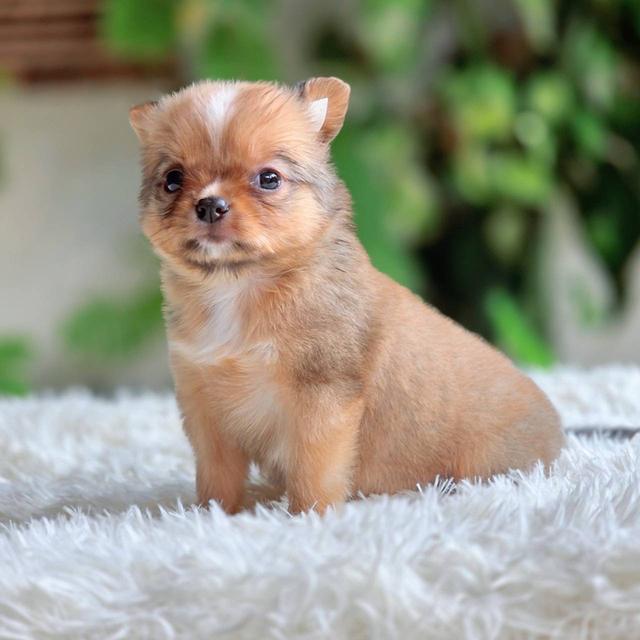 ชิวาวาแท้ เพศเมีย ขนยาว รูปที่ 5