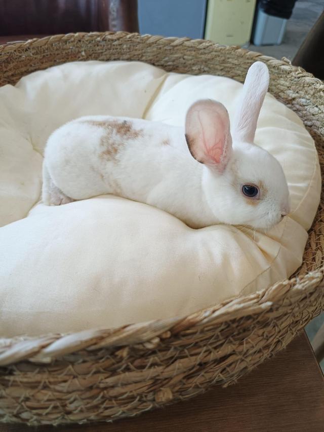  กระต่ายมินิเร็กซ์ สีขาวนวล น่ารักสุดๆ 5