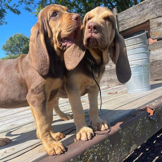 Healthy Blood hound puppies